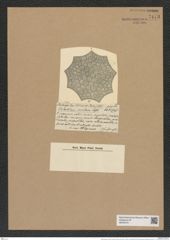 Nothoceratium insutum (Castr.) De-Toni (de-Toni-Nr.: Genus 139, Species 3697) Zeichnungen Sammlung Grunow Nr. 7173 (NHMW-BOT-W0376151)